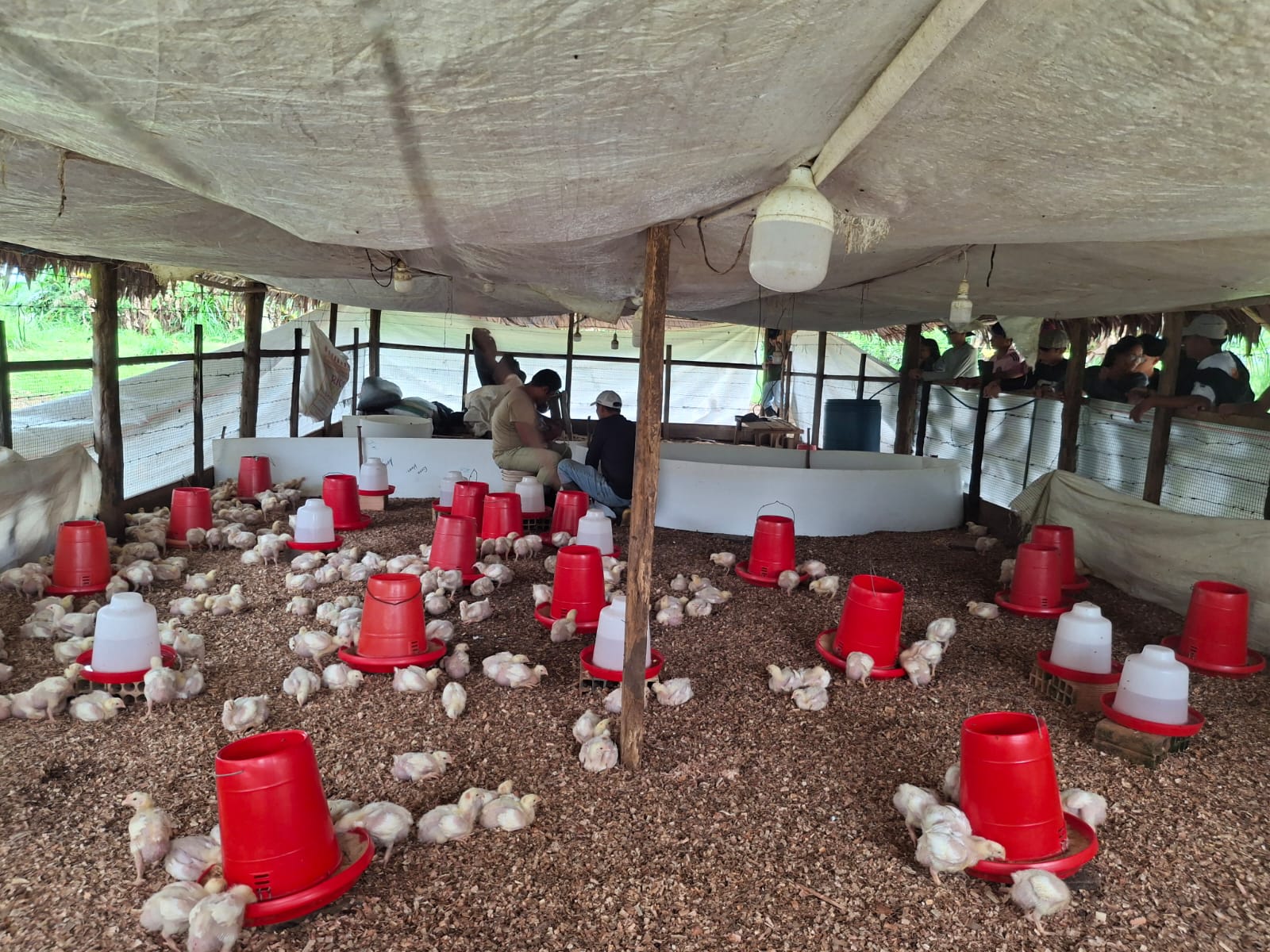 Practicas con pollos